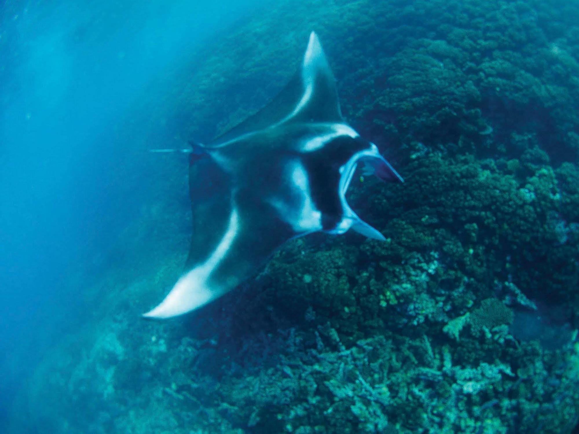 Mantaray Island Resort Nanuya Balavu Island Exteriér fotografie